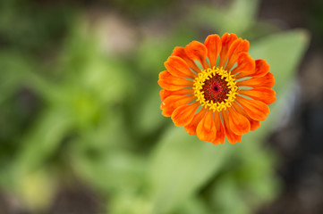 Orange zinnia blossom