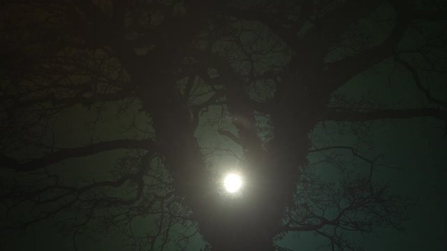 moonlight through branches of an old oak tree