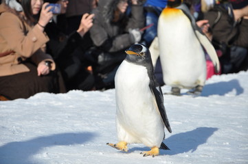 ペンギンのお散歩