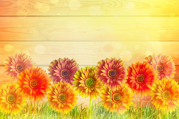 Colorful gerbers flowers