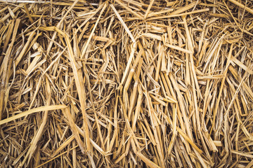 straw from rice a background