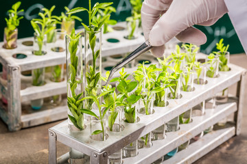 University lab exploring new methods of plant breeding