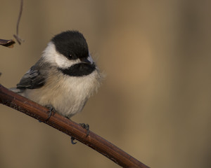Chickadee keeping warm