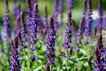 Fototapeta premium Herbs