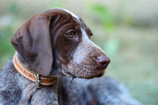 German Shorthair Pointer Puppy