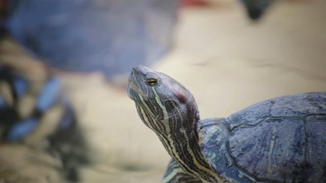 turtle sicence names, Red-eared slider or "Trachemys scripta elegans" closeup head shot in HD