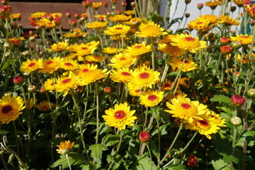Obraz premium brightly yellow daisy