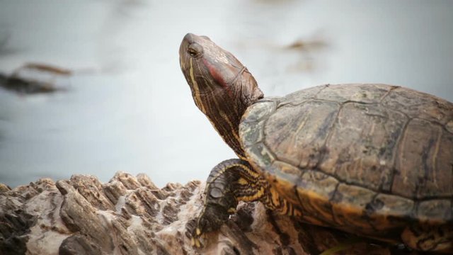 turtle sicence names, Red-eared slider or "Trachemys scripta elegans" closeup head shot in HD