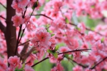 Artificial the cherry blossoms