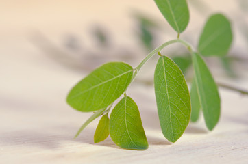 Moringa leaves on wooden board background