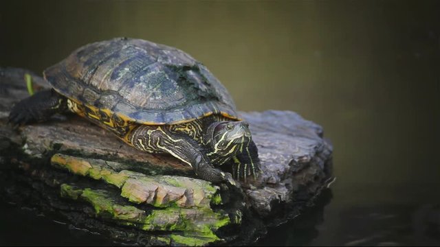 turtle, Red-eared slider or "Trachemys scripta elegans" sunbathe on rock in pond, HD