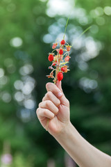 A bunch of wild strawberry in human's hand