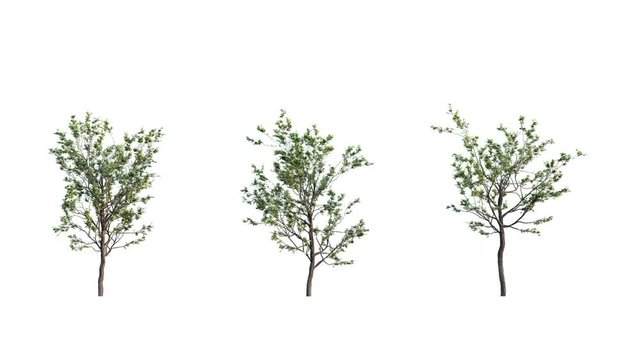 Growing trees 3 variations on white background (with alpha matte, cg animation, full hd) 