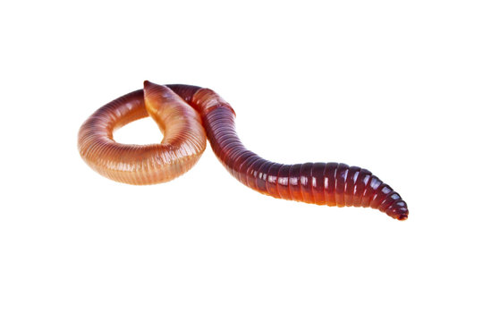 Earth worm isolated on white background