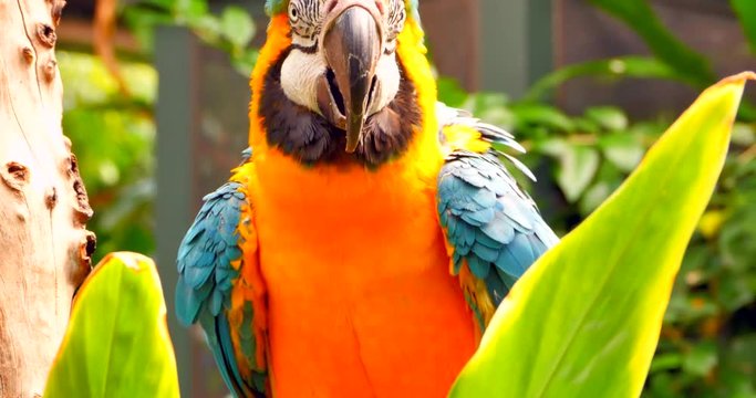 4K Macaw Parrot Close Up, Jungle Foliage on Perch