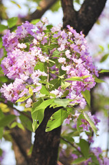 Lagerstroemia