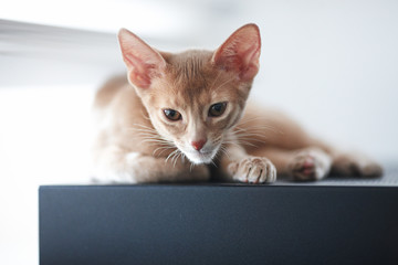 Cute little red cat.