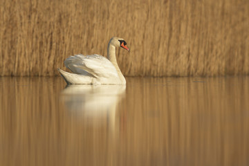 Naklejka premium bird