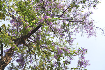 Lagerstroemia