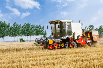 Combine harvester harvest ripe wheat on a farm