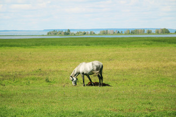 Fototapeta na wymiar Horse grazing on green field
