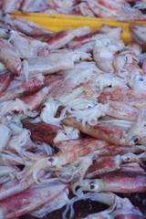 fresh squid