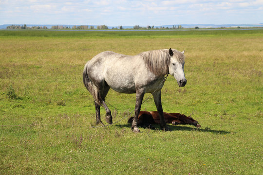 Horse grazing on farm field