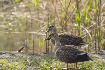 カルガモ2羽、水辺に佇む