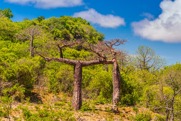 Fototapeta na wymiar Baobab Madagascar