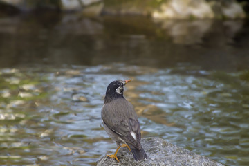 水辺のムクドリ、後ろ向き