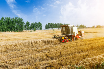 Obraz premium Combine harvester harvest ripe wheat on a farm