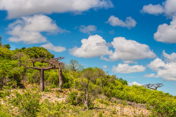 Baobab Madagascar
