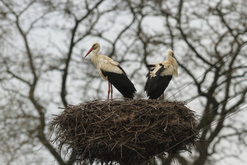 stork