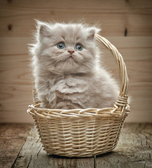 Fototapeta na wymiar beautiful british long hair kitten in a basket