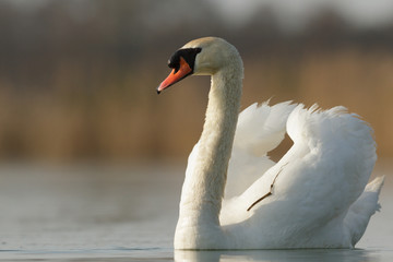 Fototapeta na wymiar swan