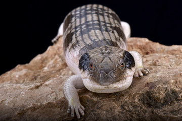 Obraz premium Western blue-tongued skink (Tiliqua occipitalis)