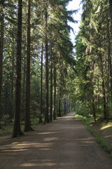Waldweg im Sommer