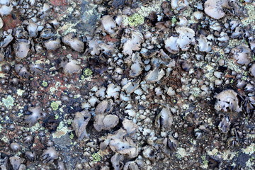 Lichen texture on a rock surface