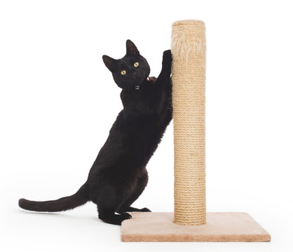 Black Cat With A Scratching Post