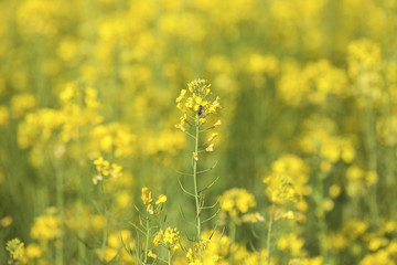 Fototapeta premium Rapeseed field and a bee
