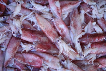 fresh squid
