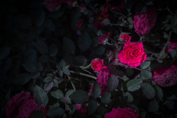 Naklejka premium dark rose