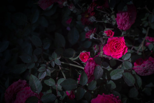 Fototapeta dark rose