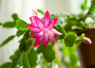 Christmas cactus flowers, Schlumbergera, view window