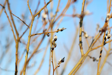 Sprigs of willow against the blue sky, blooming willow