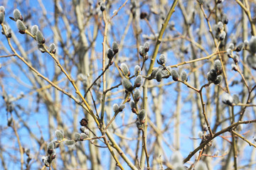 Sprigs of willow against the blue sky, blooming willow