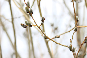 Sprigs of willow, blooming willow