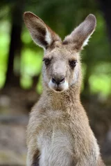 Abwaschbare Fototapete Känguru Känguru starrt