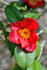 ユキツバキの花