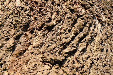 Tree bark texture